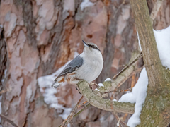 Sitta europaea europaea