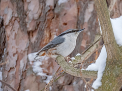 Sitta europaea europaea