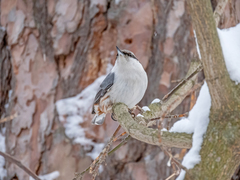 Sitta europaea europaea