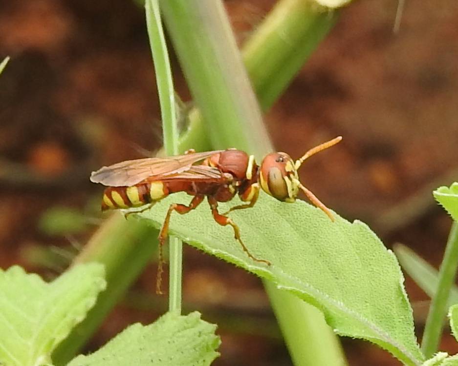 Philanthus depredator