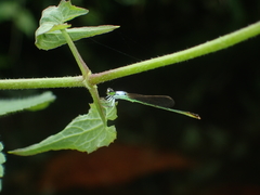 Agriocnemis femina oryzae