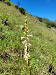 Watsonia watsonioides