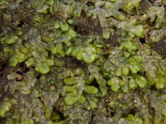 Frullania polysticta