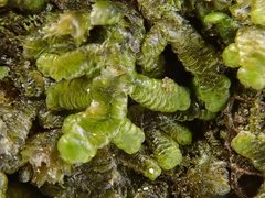 Frullania polysticta