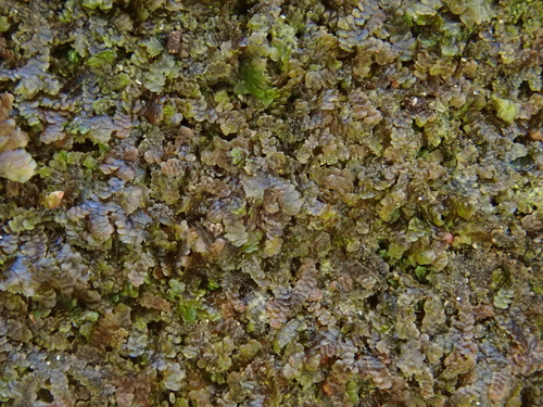 Lesser Scalewort (Frullania microphylla)