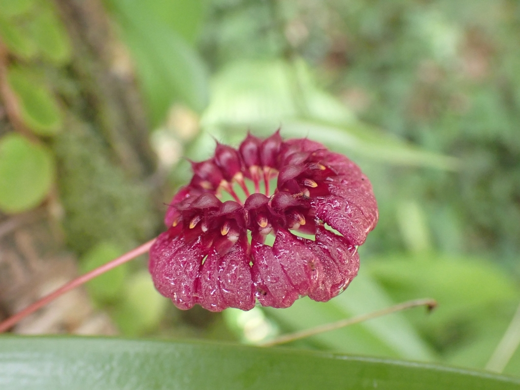 Bulbophyllum corolliferum