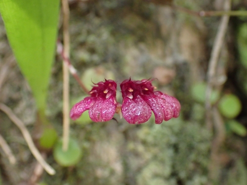 Bulbophyllum corolliferum, photograph 1