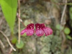 Bulbophyllum corolliferum
