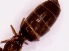 Dorymyrmex brunneus