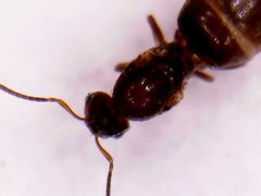 Dorymyrmex brunneus