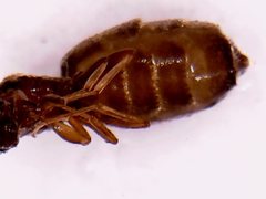 Dorymyrmex brunneus