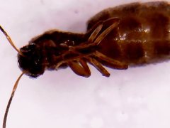 Dorymyrmex brunneus
