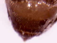 Dorymyrmex brunneus
