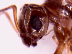 Dorymyrmex brunneus
