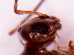 Dorymyrmex brunneus