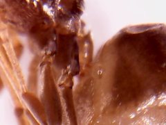 Dorymyrmex brunneus