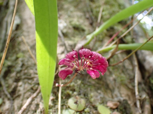 Bulbophyllum corolliferum, photograph 2
