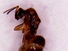 Dorymyrmex brunneus