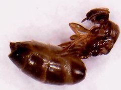 Dorymyrmex brunneus