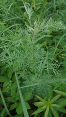 Artemisia macrantha