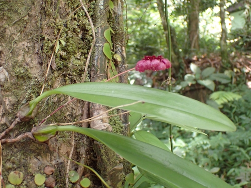 Bulbophyllum corolliferum, photograph 3