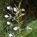 Hedychium stenopetalum - Photo (c) Khajornsak Worapratheep,  זכויות יוצרים חלקיות (CC BY-NC), הועלה על ידי Khajornsak Worapratheep