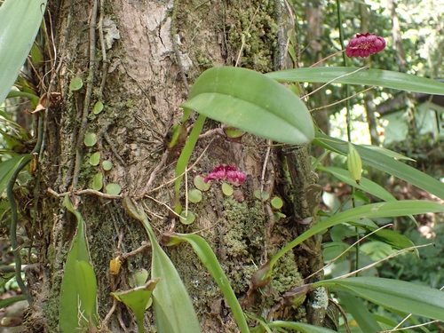 Bulbophyllum corolliferum, photograph 4