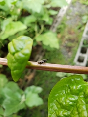Brachymeria
