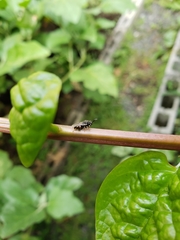 Brachymeria
