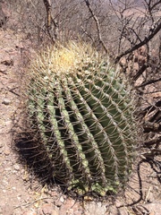 Ferocactus emoryi emoryi