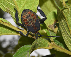 Petascelis remipes