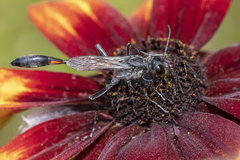 Ammophila urnaria