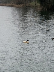 Mergus merganser