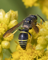 Media resource of Ancistrocerus antilope