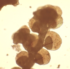 Frullania microphylla