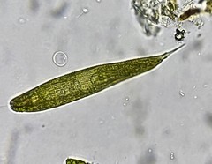 Lepocinclis fusca