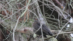 Turdus merula