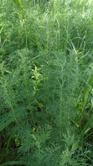 Artemisia macrantha