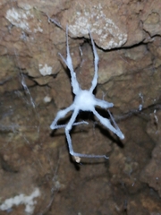 Engyodontium aranearum