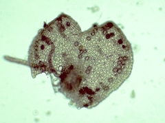 Frullania polysticta