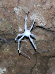 Engyodontium aranearum