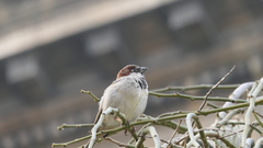 Passer domesticus