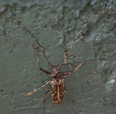 Macropophora accentifer