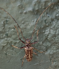 Macropophora accentifer