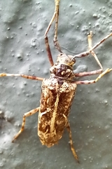 Macropophora accentifer