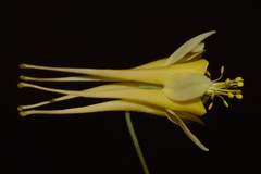 Aquilegia chrysantha