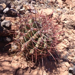 Ferocactus emoryi emoryi