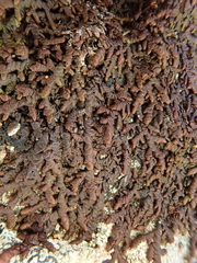 Frullania tamarisci