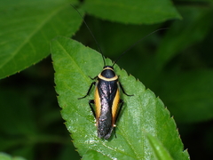 Hemithyrsocera vittata