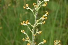 Manulea parviflora